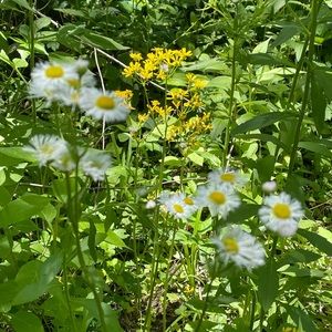 Meet your Posher, Sheila